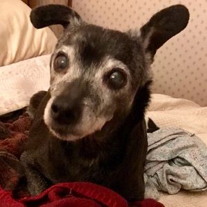 Meet your Posher, Joy